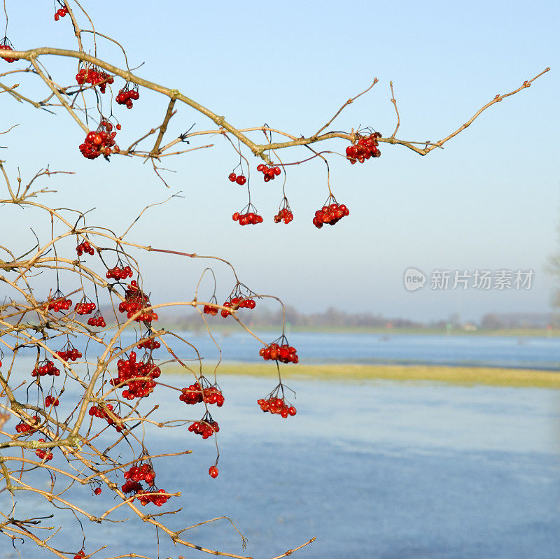 荷兰IJssel河上的红浆果(Viburnum opulus)